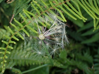 P1215426a.jpg